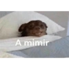 A mimir