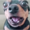 Perros XD 8🤣 11