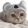 Kucing lucu 20