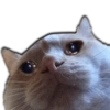 Gatos Llorando 15