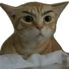 Kucing lucu 5