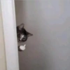 Cats random 15