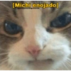 [Michi enojado] @gatitos4ntidepresivos