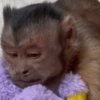 Lindos animalitows 12