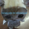 tienes cara de omosetsual KVA