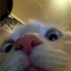Gatos 10