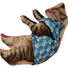 O gato chateado 22