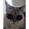 O gato chateado 13