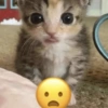 Gatos 26