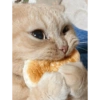 Gatos divertidos 😼 10