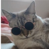 O gato chateado 16