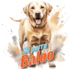 Dia del perro 4 29