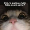 Michis con frases UwU🐱🍭🍨 5