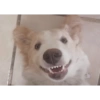 Perro 11