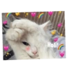Holi!