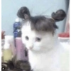 Gatos 21