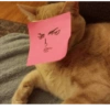 Gatos 17