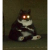 Gatos divertidos 😼 12