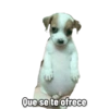 Perrito panzon 11
