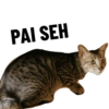 PAI SEH