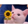Gatos 8