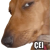 Memes que vc precisa ter 16