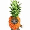 🐈🍓🍉Gatos Frutas🍓🍉🐈 16