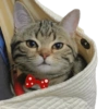 Kucing lucu 12