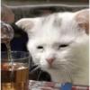 Gatos 22