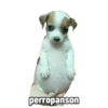 Perrito panzon 6