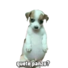 Perrito panzon 8