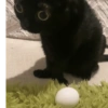 Gatos 24