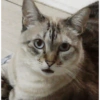 O gato chateado 20