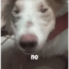 Perro 7