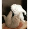 Gatos divertidos 😼 15