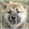 Perrito panzon 13
