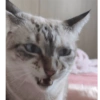 O gato chateado 15