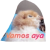 Memes del pro 15