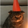 Gatos 30