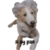 Perro 9