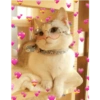 Gatitos heart 3 (mejores) 26