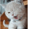 Gatos 19