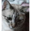 O gato chateado 29