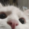 Gatito blanco 🥰 5