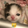 🌈🐈‍⬛✨️Gatos Funny Mood✨️🐈‍⬛🌈 20