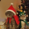 Navidad de Gatos😎 16