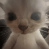 Cat meme 3 25