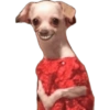 Cute Dogs  15