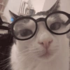 🌈🐈‍⬛✨️Gatos Funny Mood✨️🐈‍⬛🌈 29