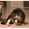 Gatitos 😍 9